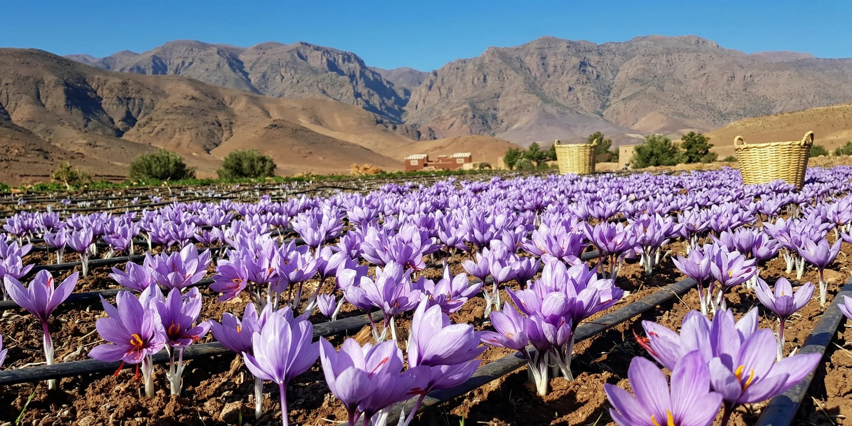 Saffron fields with the Anti-Atlas mountains