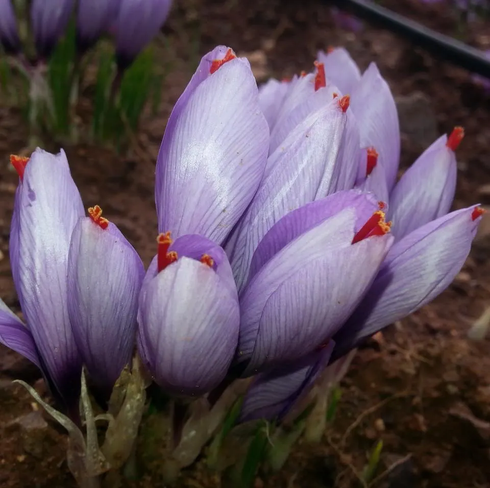 Saffron flowers macro